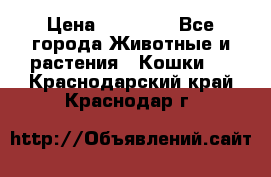 Zolton › Цена ­ 30 000 - Все города Животные и растения » Кошки   . Краснодарский край,Краснодар г.